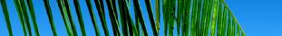palmbranch
